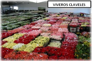 VIVERO FLOR VALENCIA vivero flor valencia: